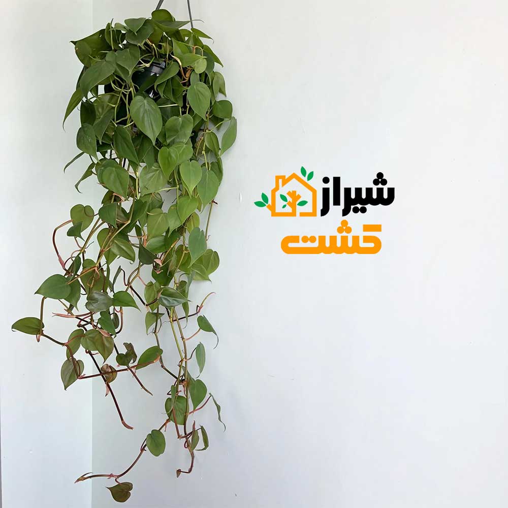 heartleaf philodendron2