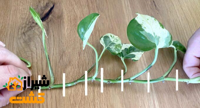 how to propagate pothos
