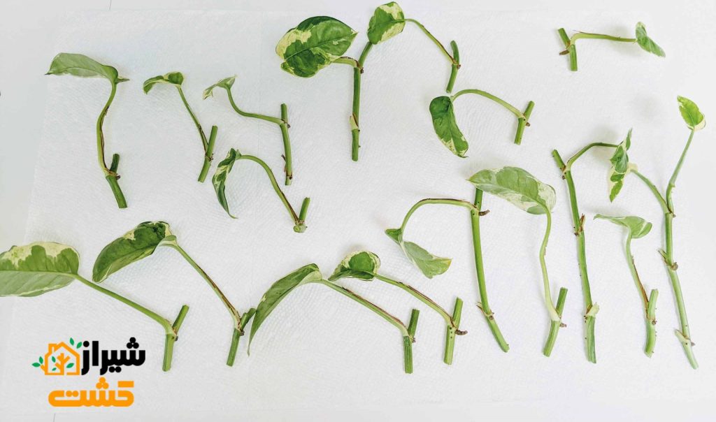 pothos cuttings scaled 1