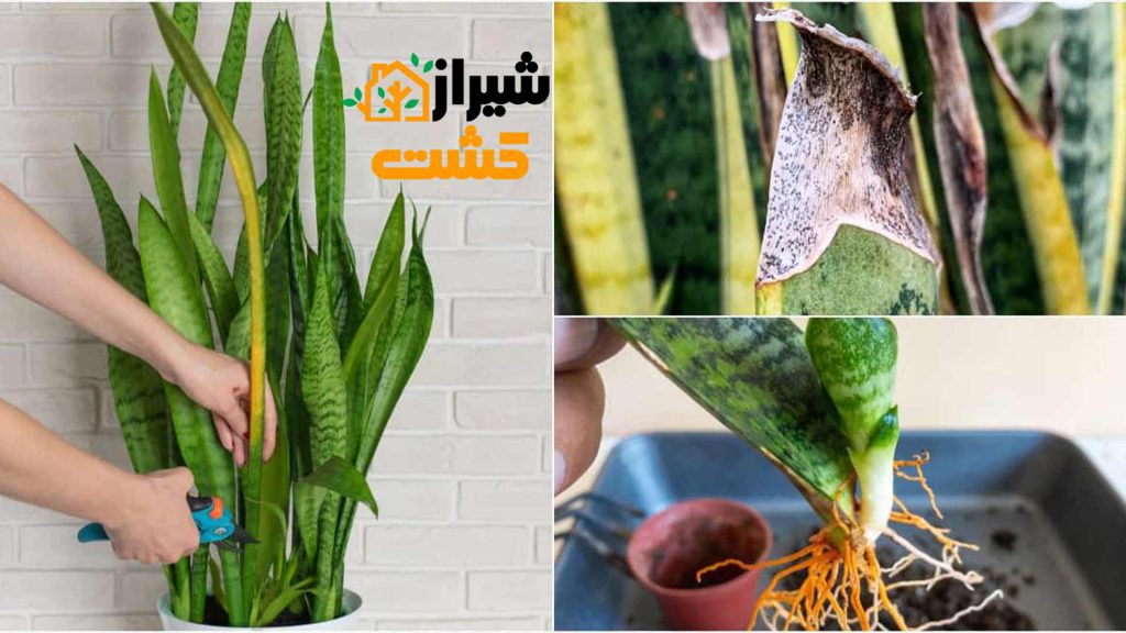 قارچ در سانسوریا