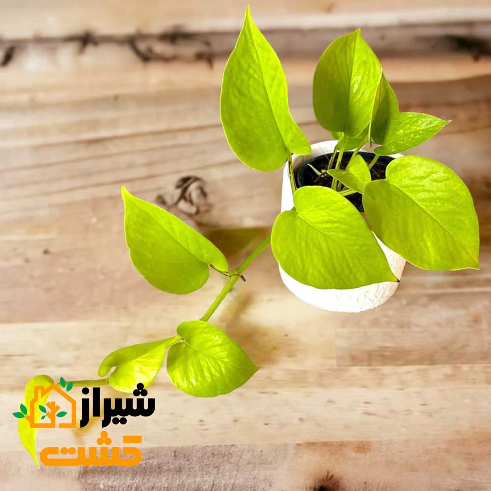 NeonPothos1