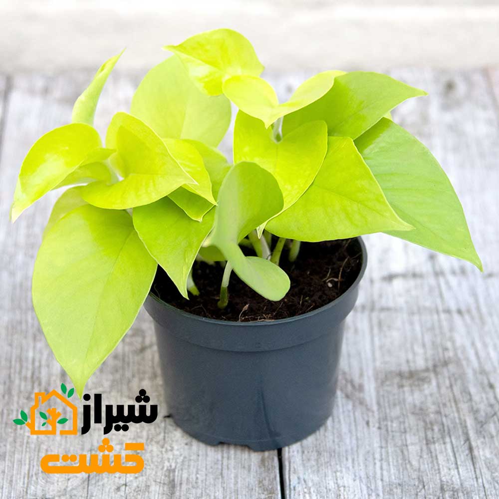NeonPothos2