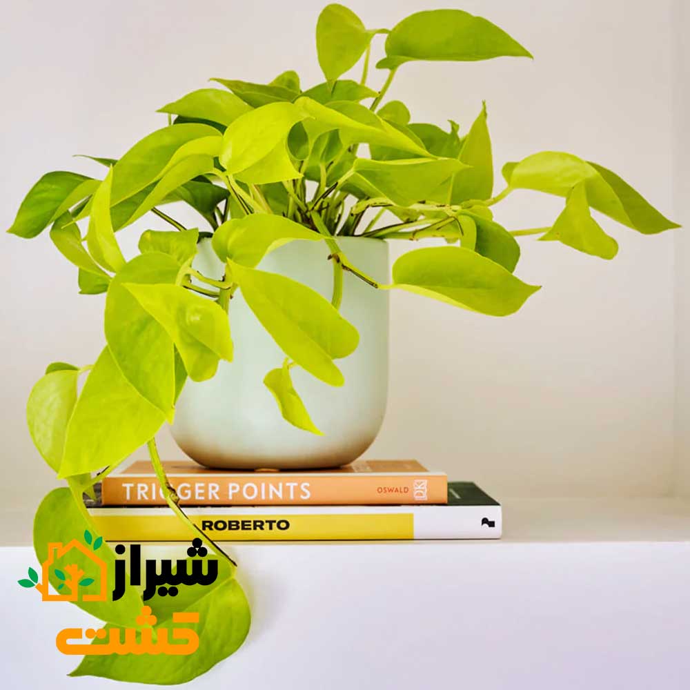 NeonPothos3