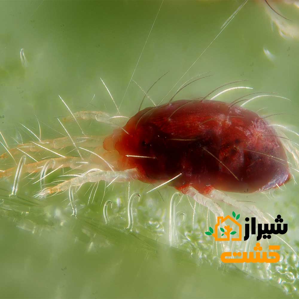آموزش کامل مبارزه با آفت کنه تارتن در گیاهان 1 کنه تارتن