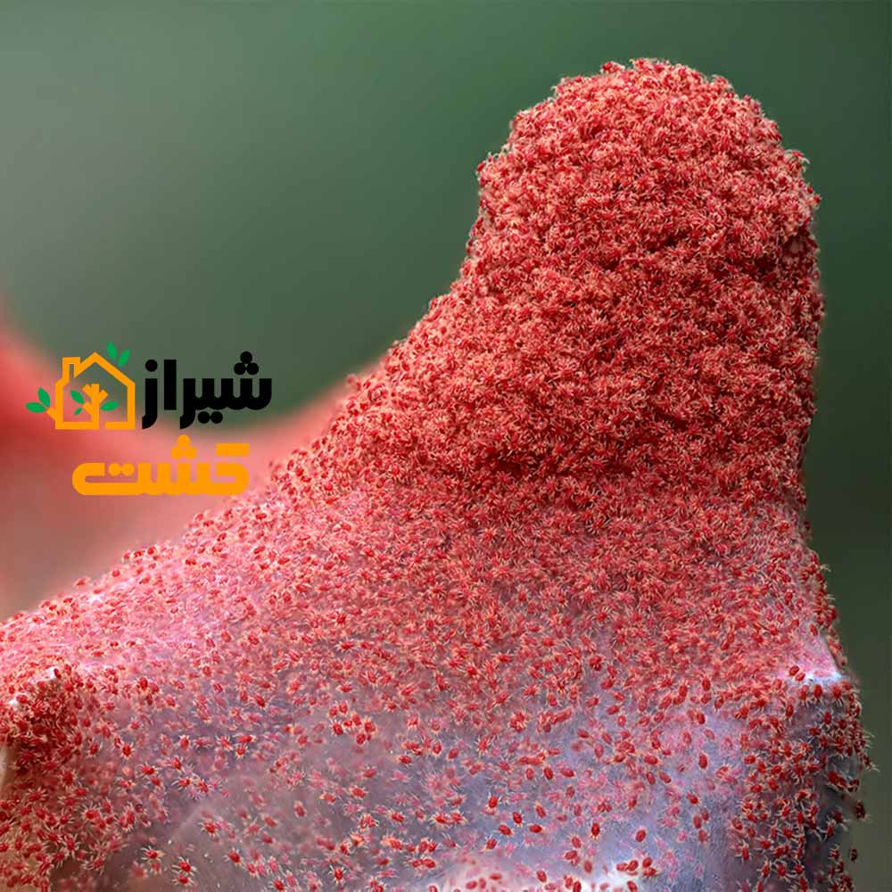 آموزش کامل مبارزه با آفت کنه تارتن در گیاهان 2 کنه تارتن