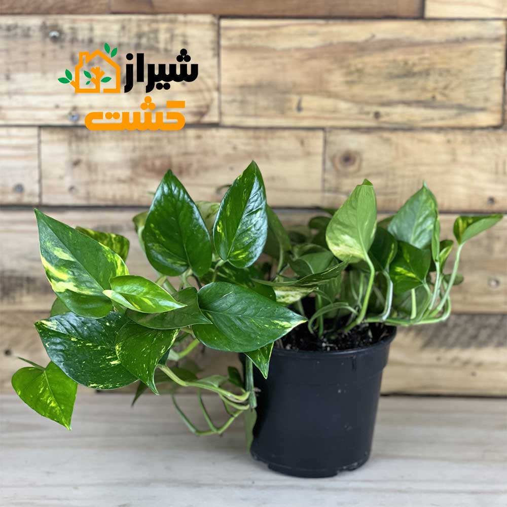 golden pothos