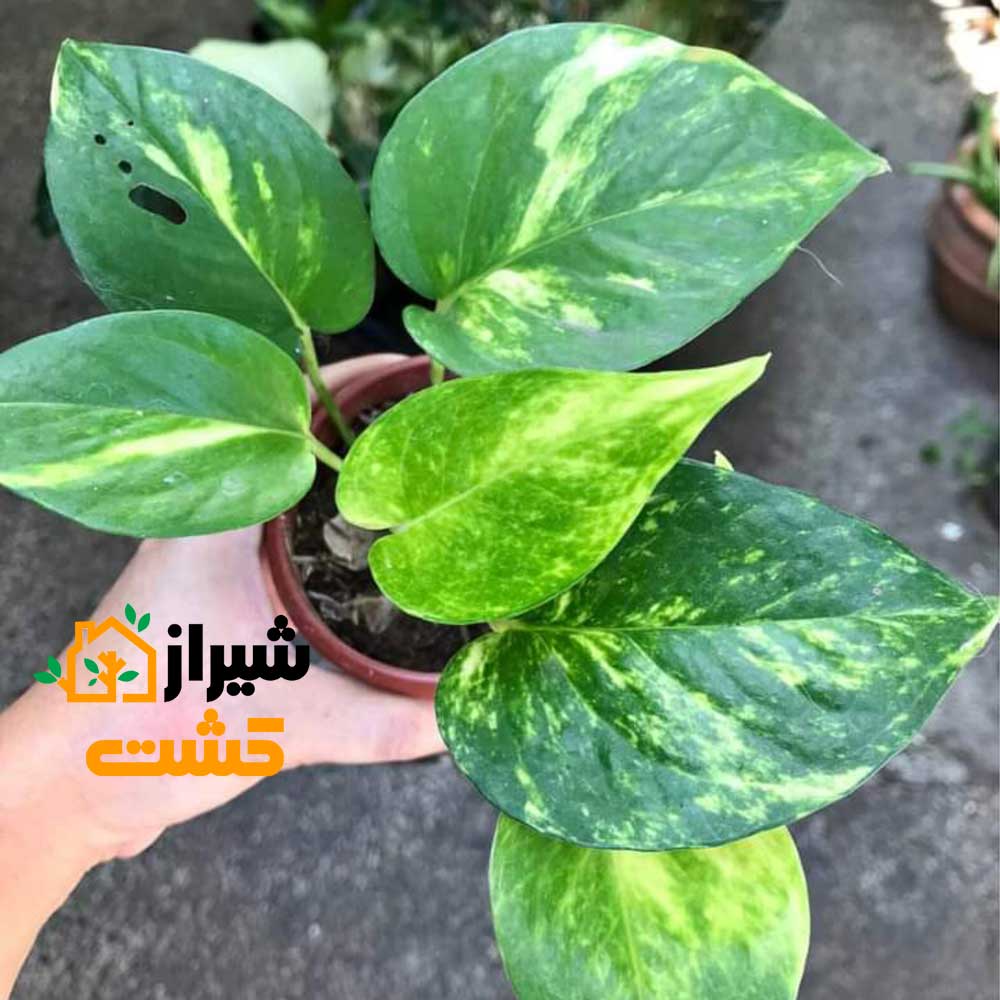 golden pothos1