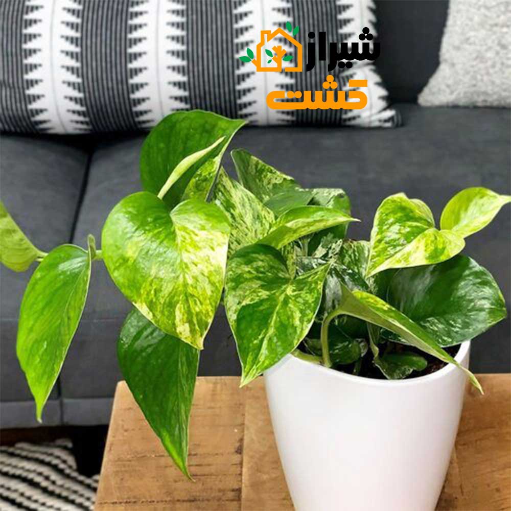 golden pothos4