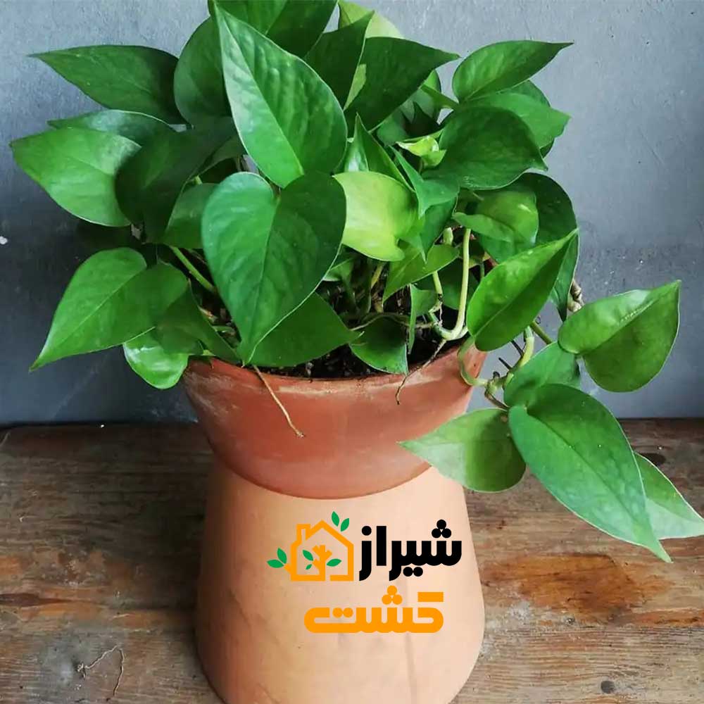 green pothos