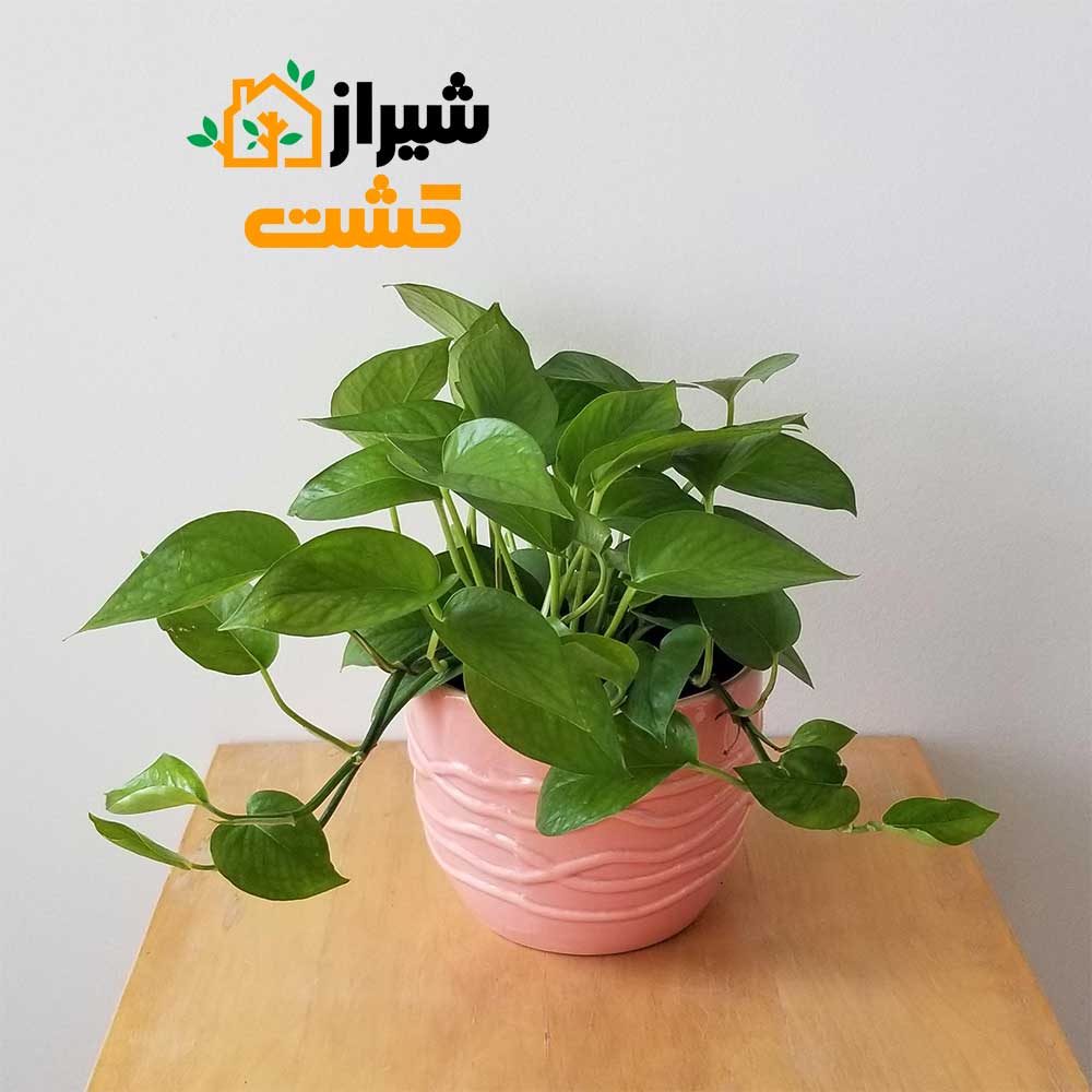 green pothos1