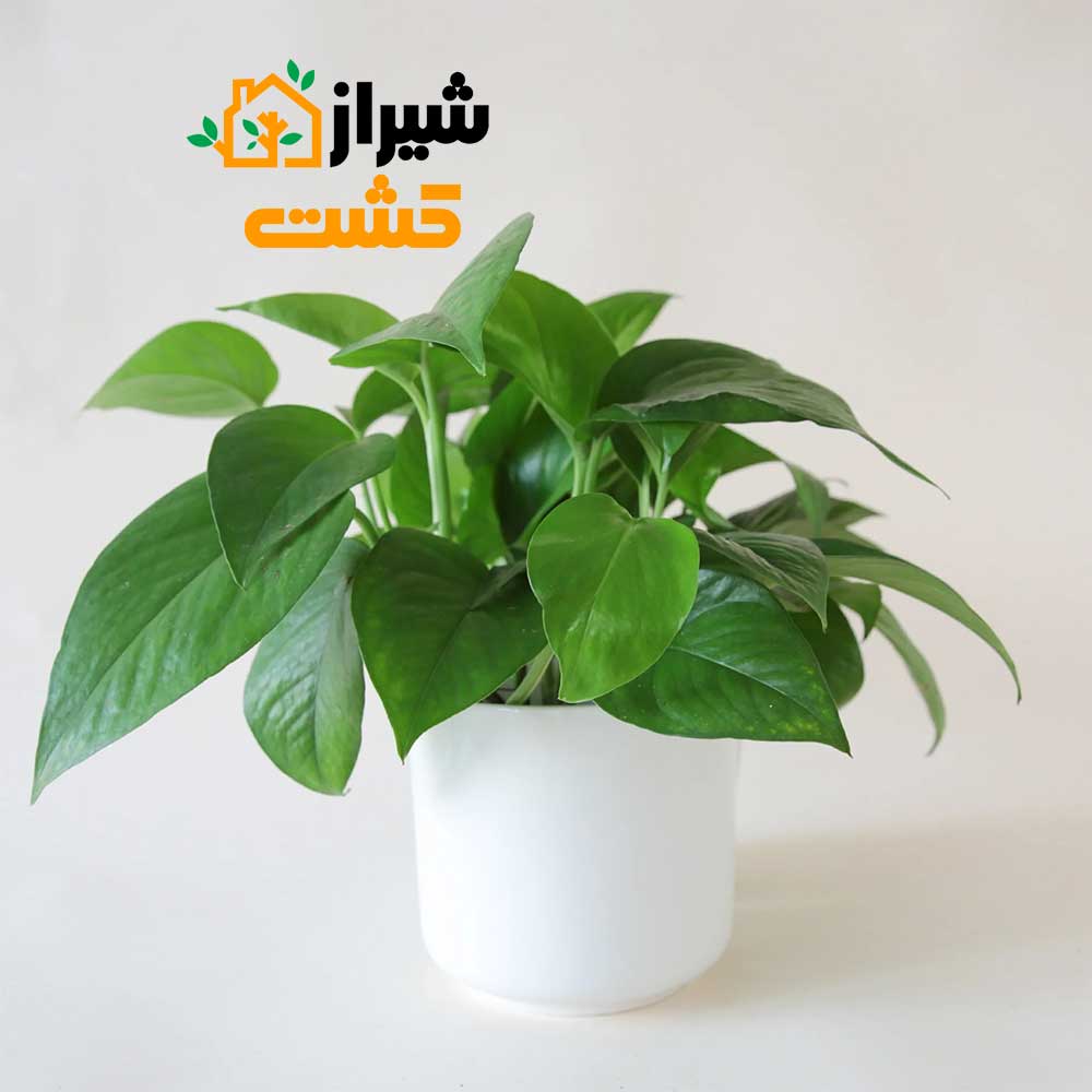 green pothos2
