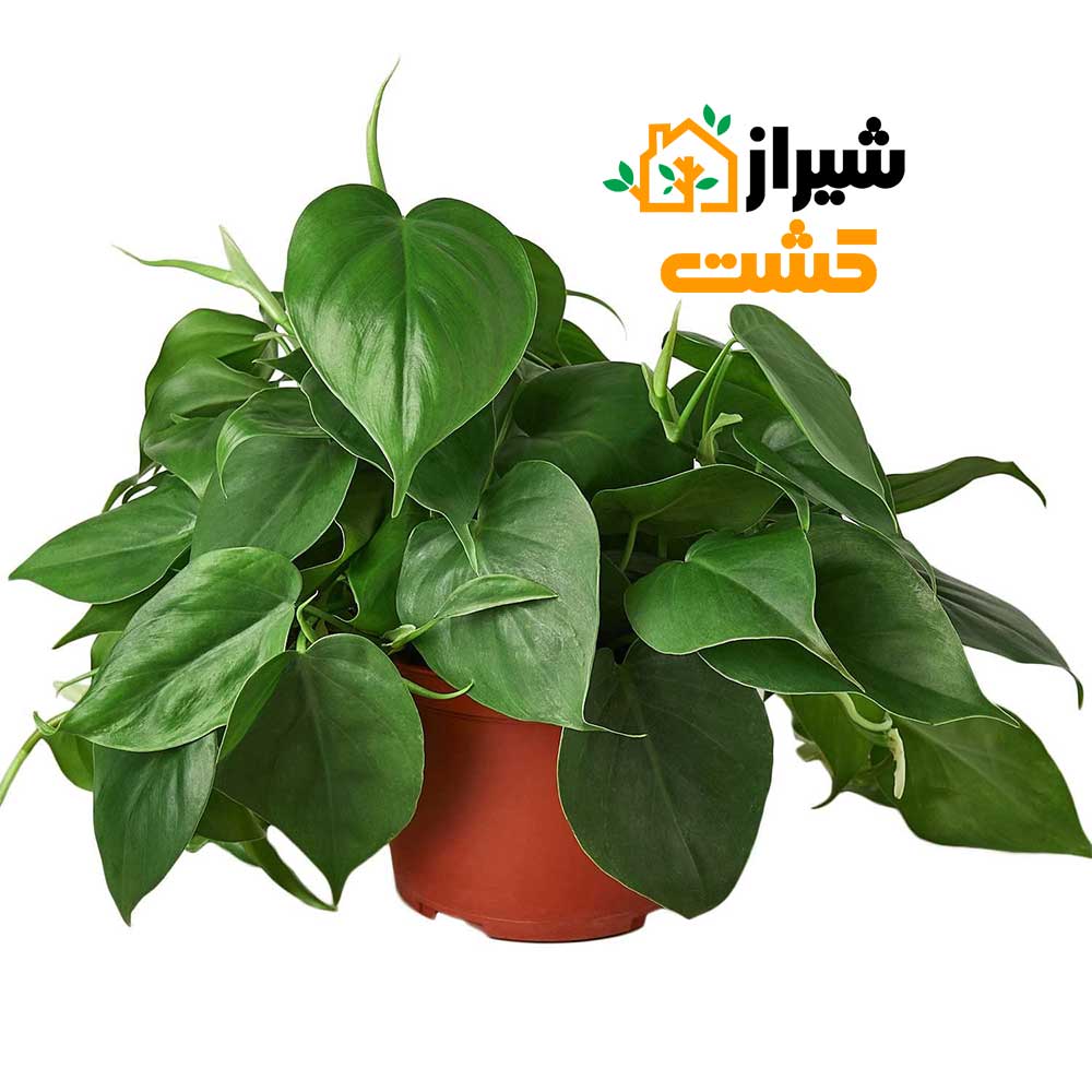 heartleaf philodendron