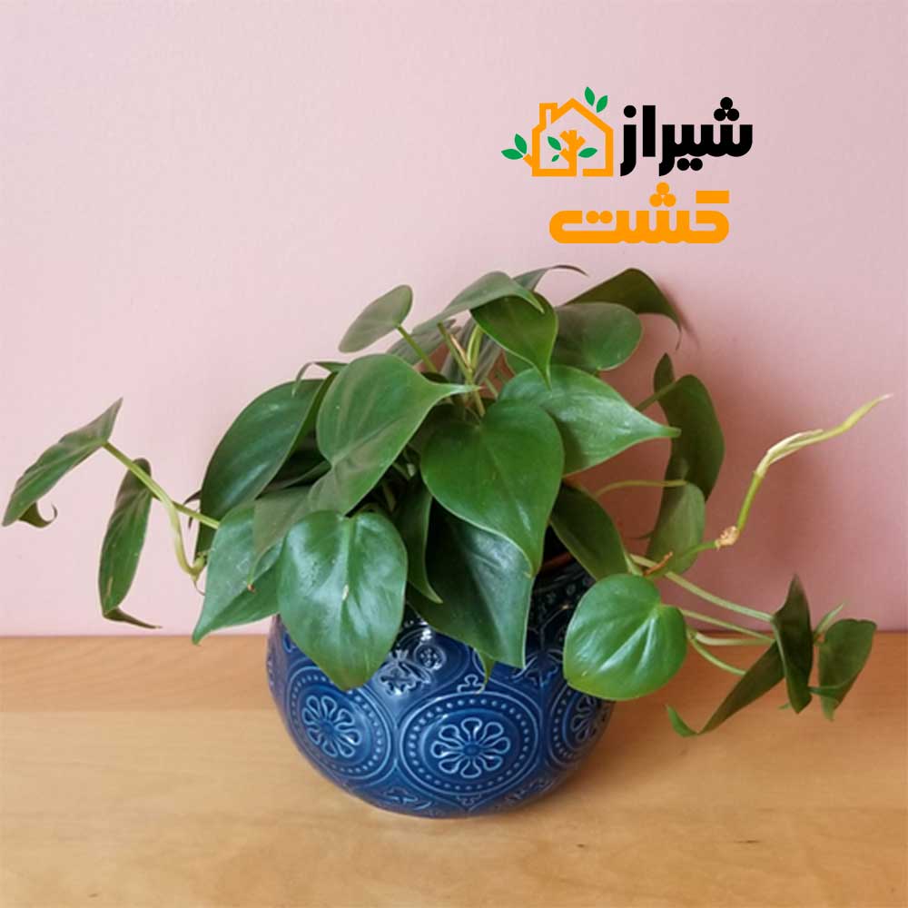 heartleaf philodendron1