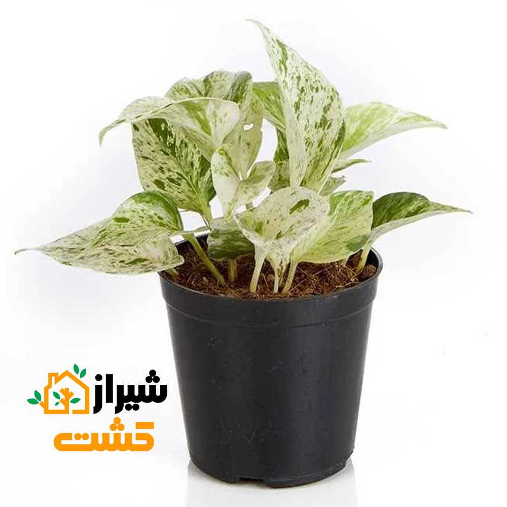 marble queen pothos1