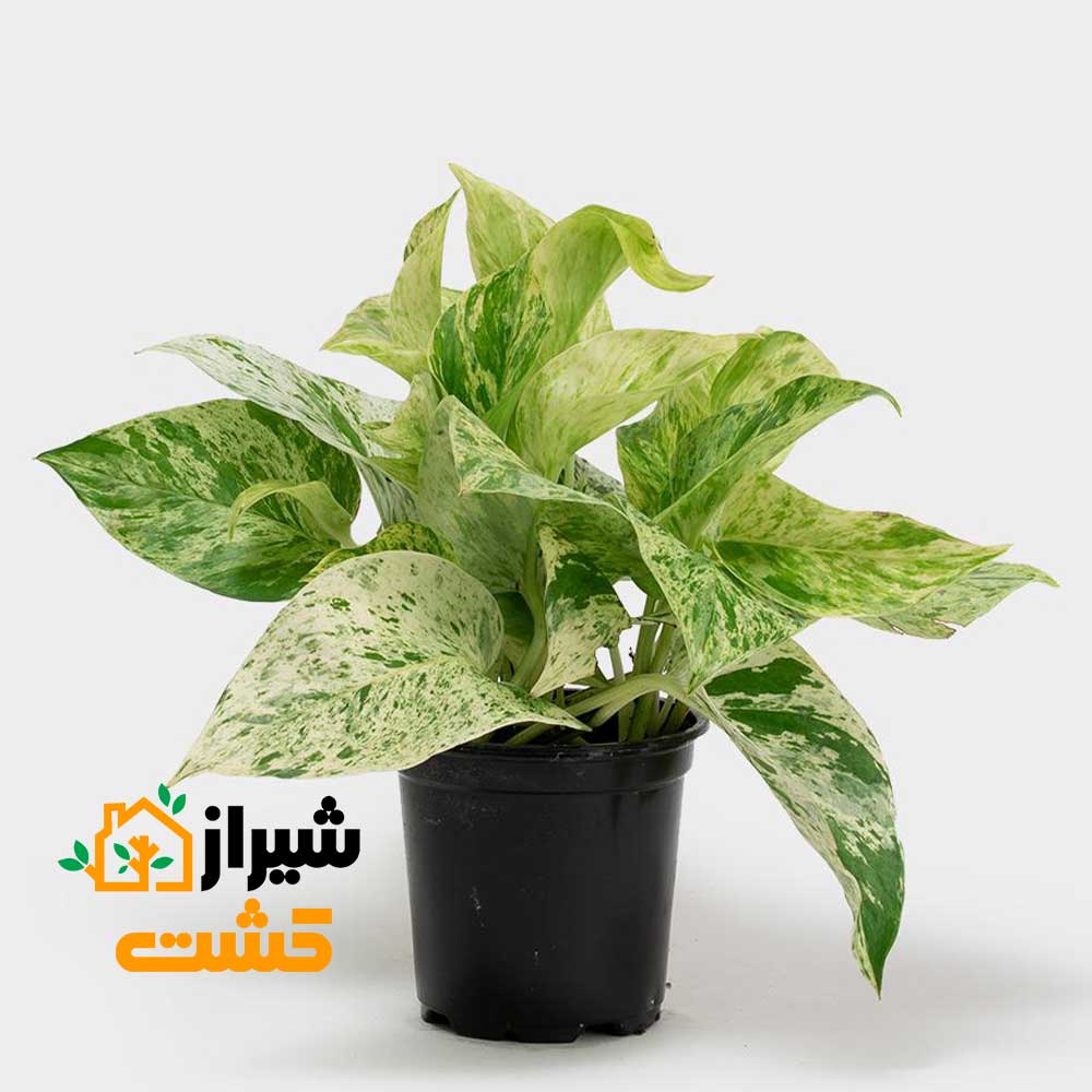 marble queen pothos2