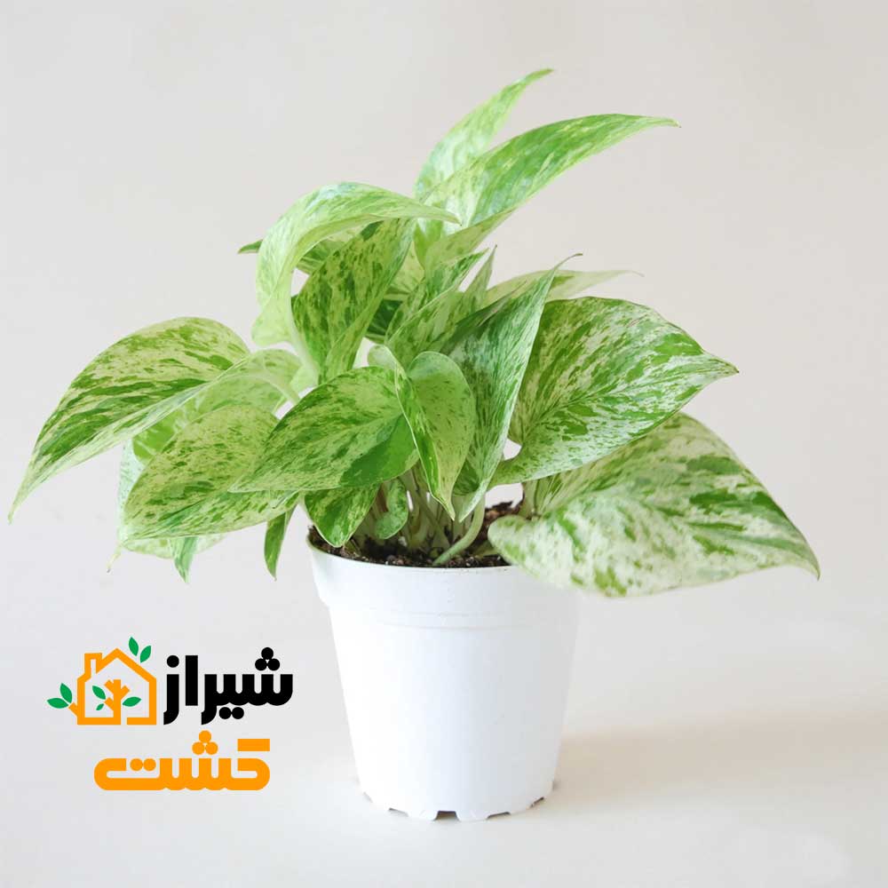 marble queen pothos3