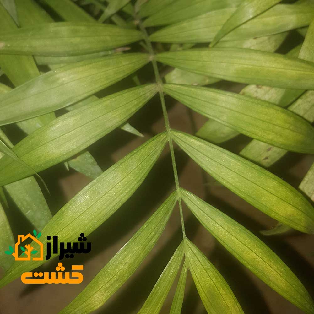 آموزش کامل مبارزه با آفت کنه تارتن در گیاهان 6 mite 1