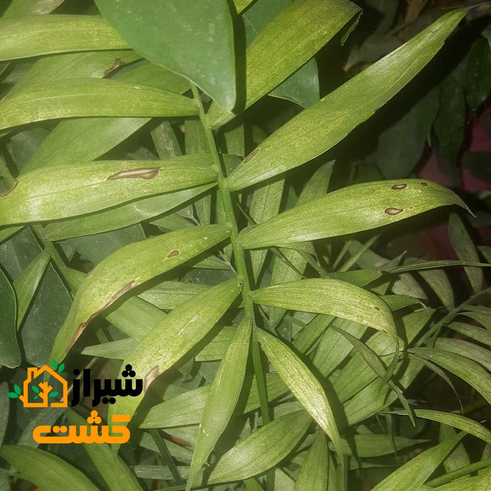 آموزش کامل مبارزه با آفت کنه تارتن در گیاهان 7 mite 2