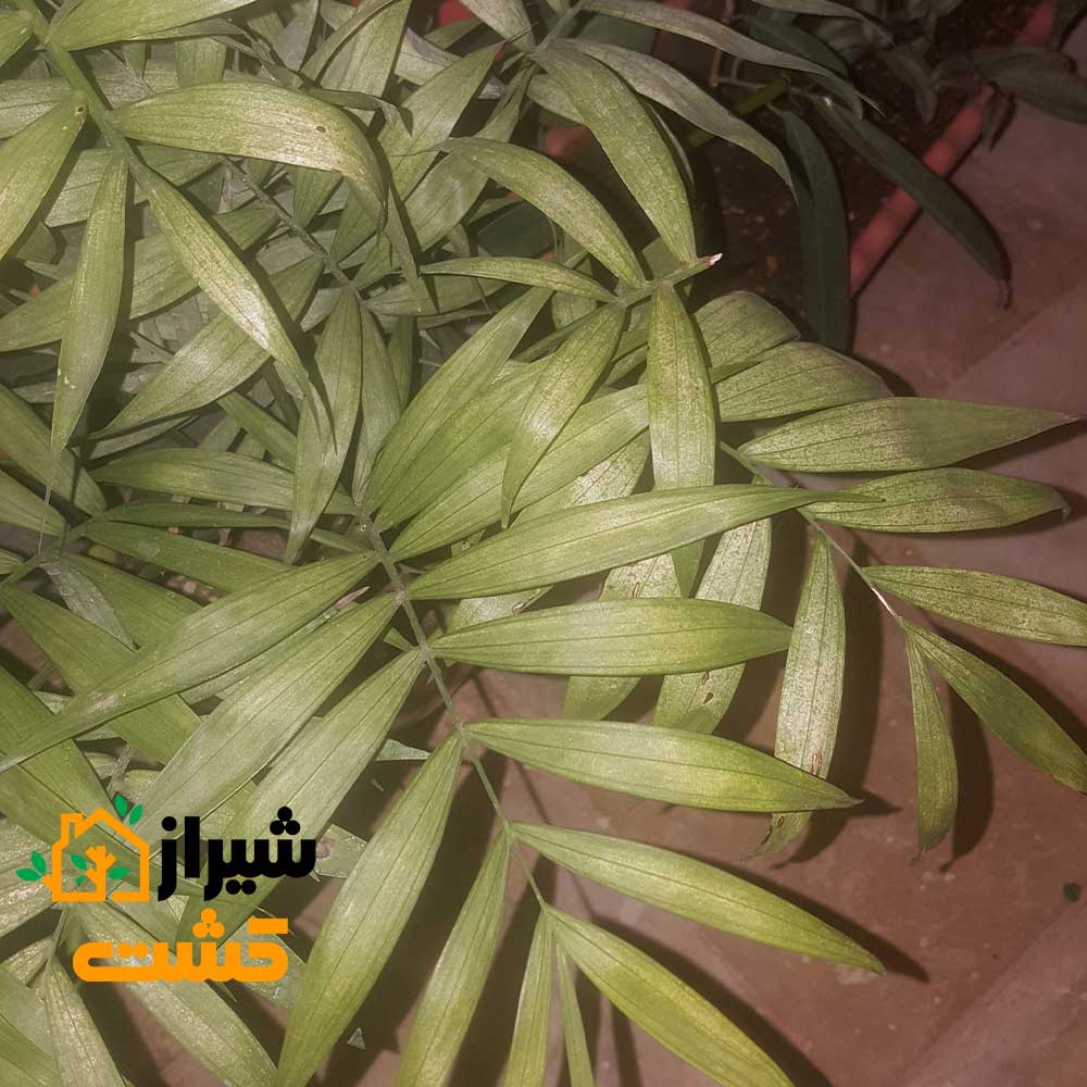 آموزش کامل مبارزه با آفت کنه تارتن در گیاهان 8 mite 3
