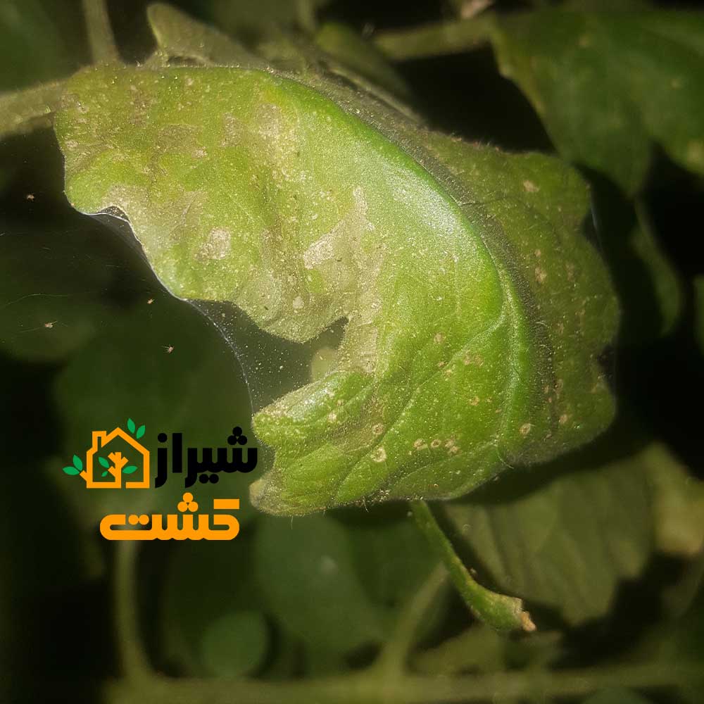 آموزش کامل مبارزه با آفت کنه تارتن در گیاهان 4 mite 5