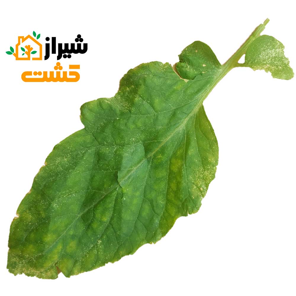 آموزش کامل مبارزه با آفت کنه تارتن در گیاهان 5 mite 6