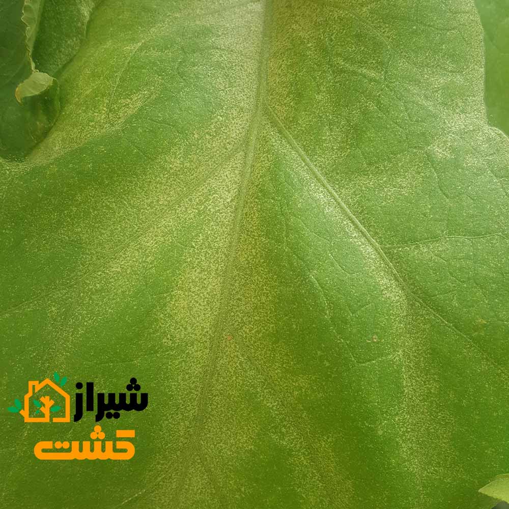 آموزش کامل مبارزه با آفت کنه تارتن در گیاهان 3 mite