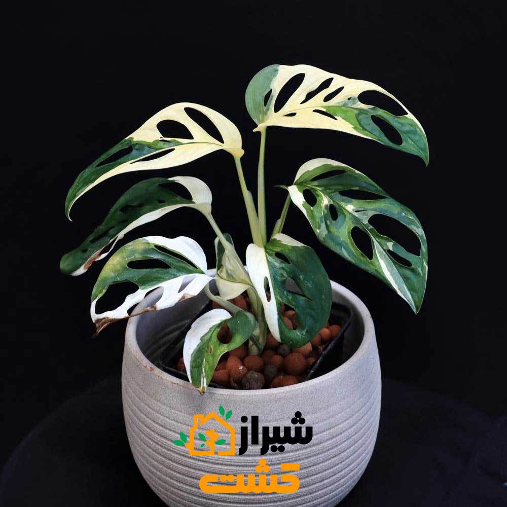 monstera adansonii