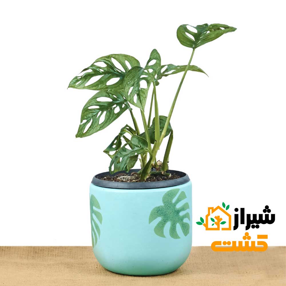 monstera adansonii01