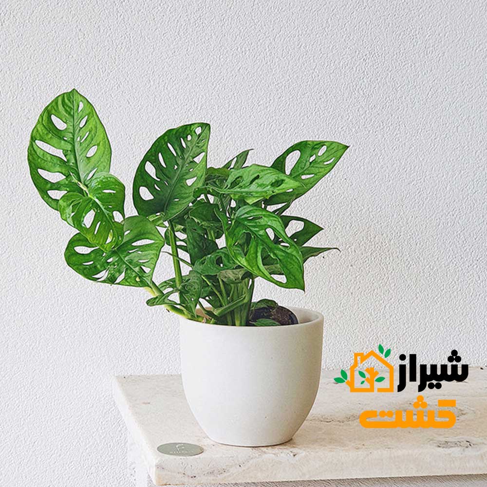 monstera adansonii02