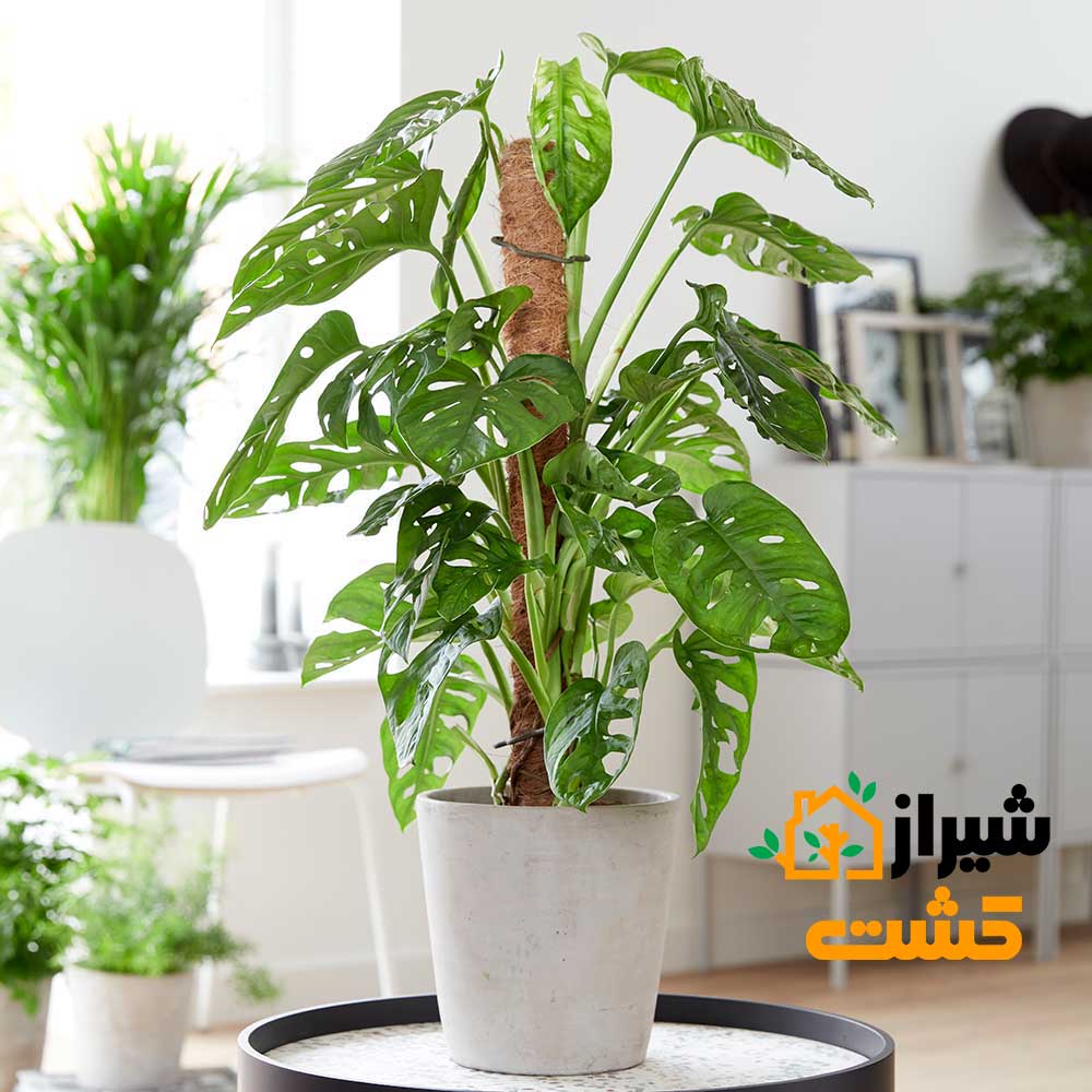 monstera adansonii03