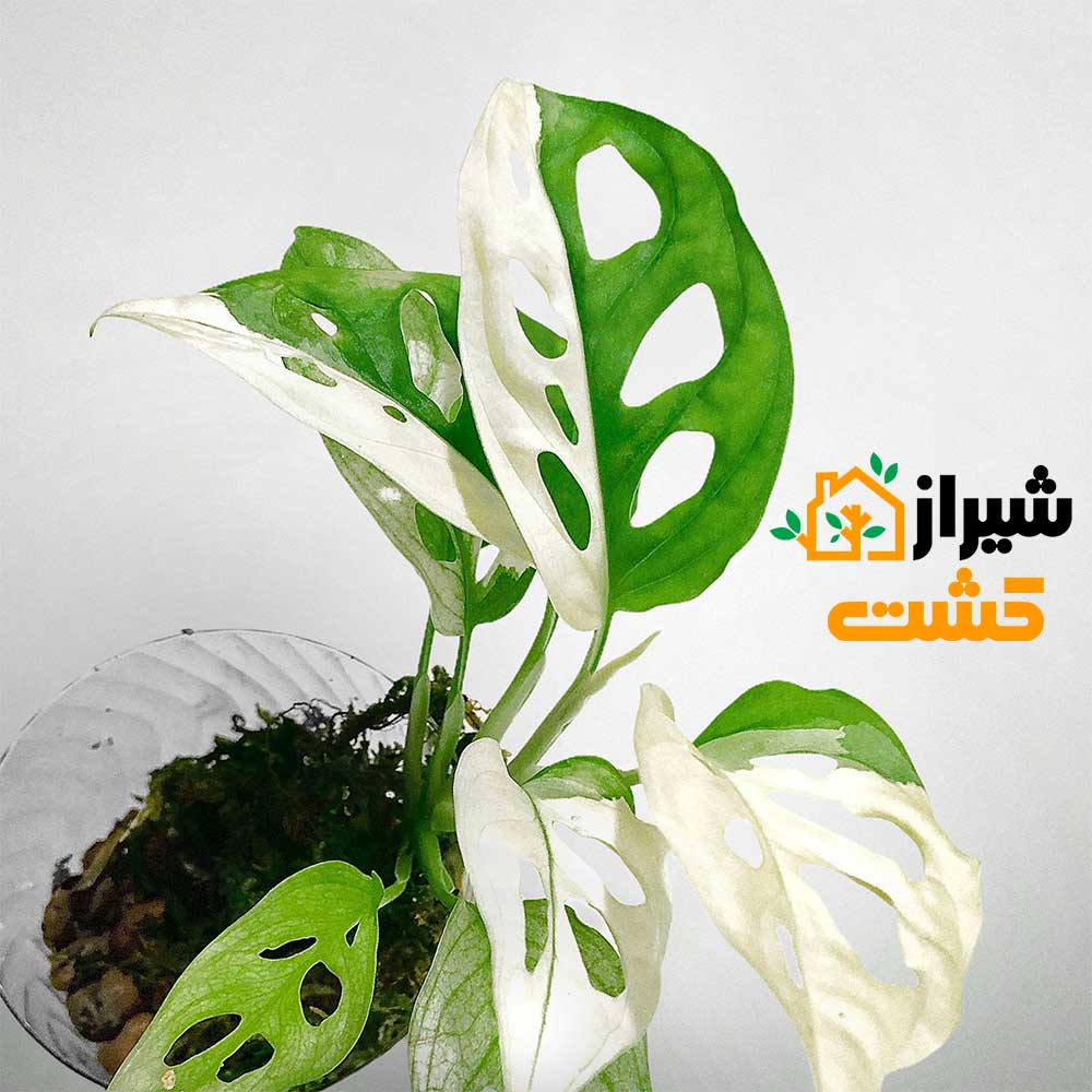 monstera adansonii1