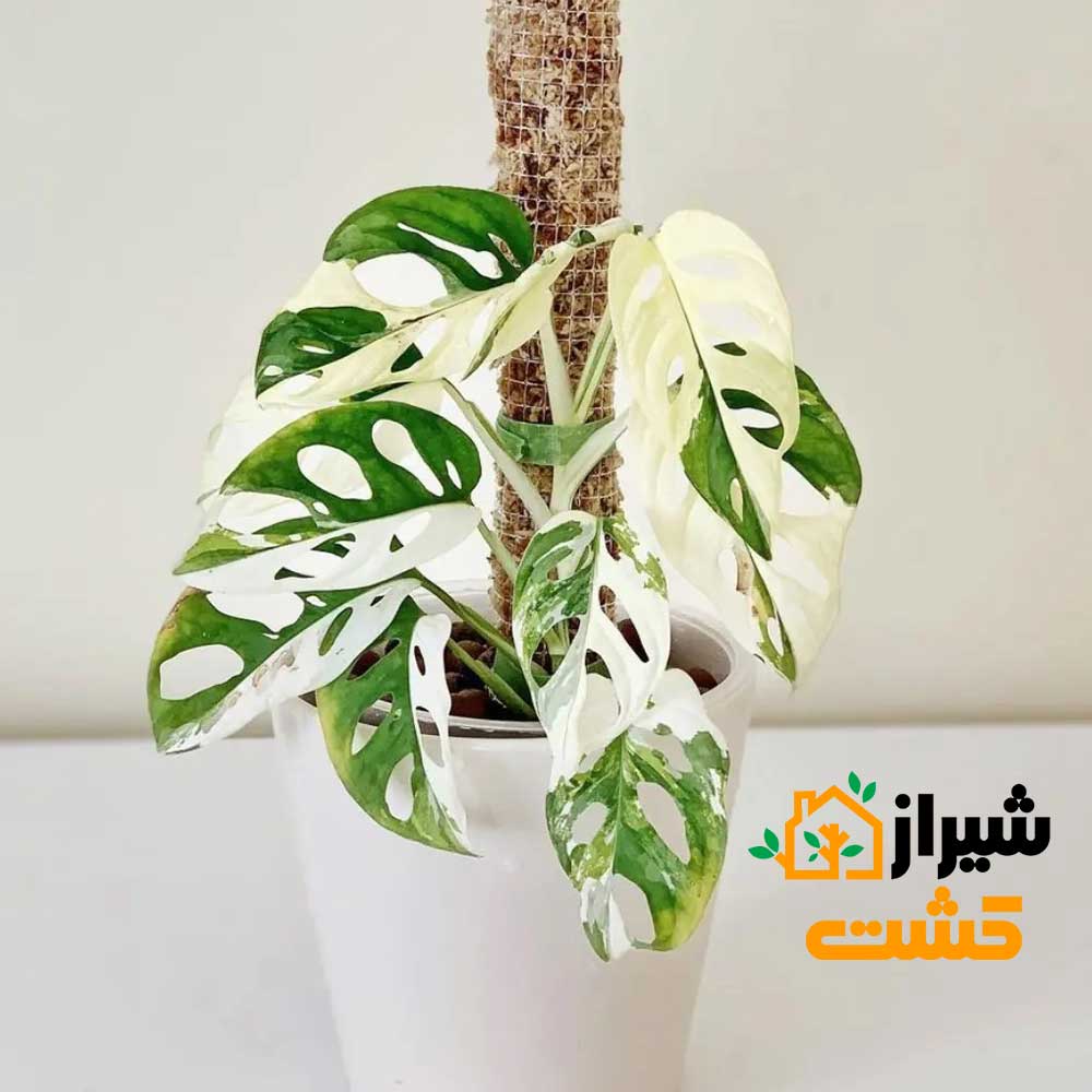 monstera adansonii2