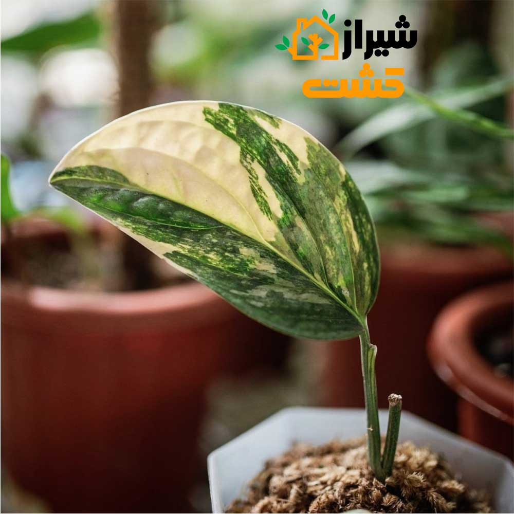monstera peru01