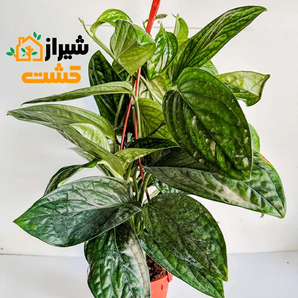 monstera peru4