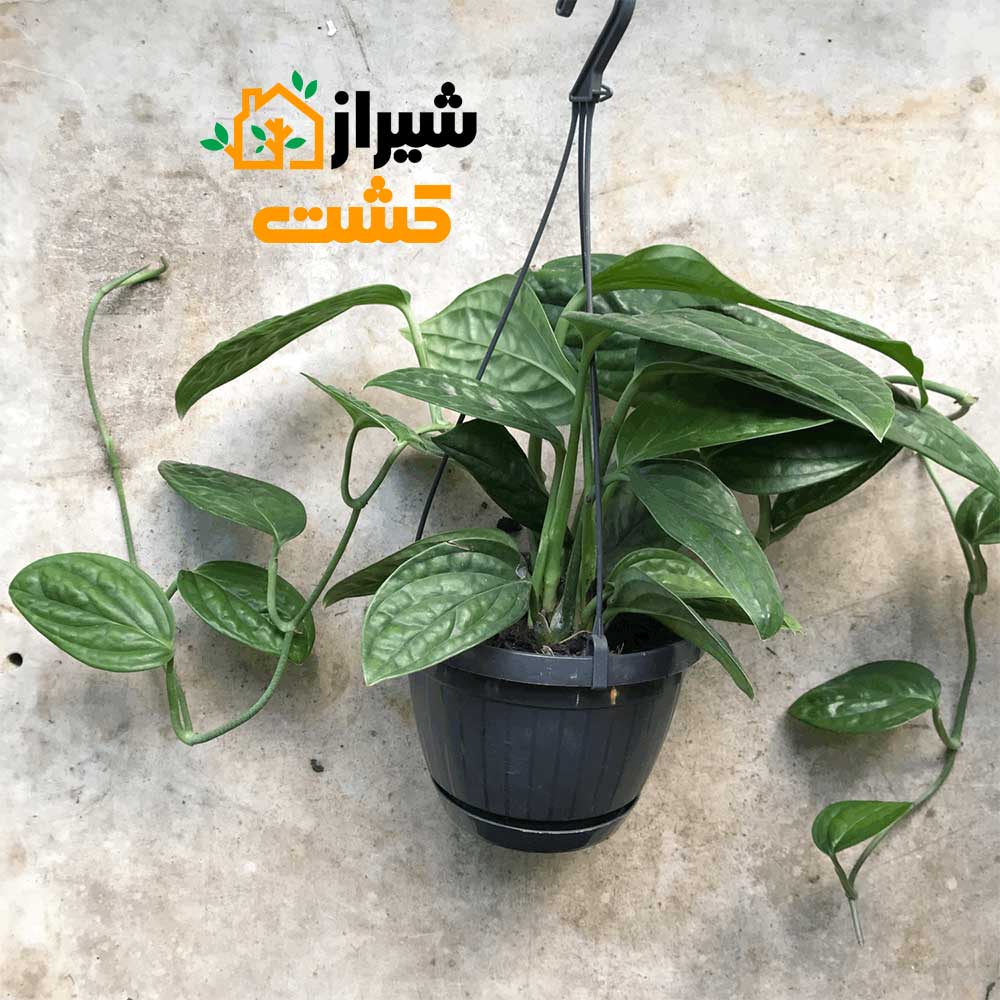 monstera peru6