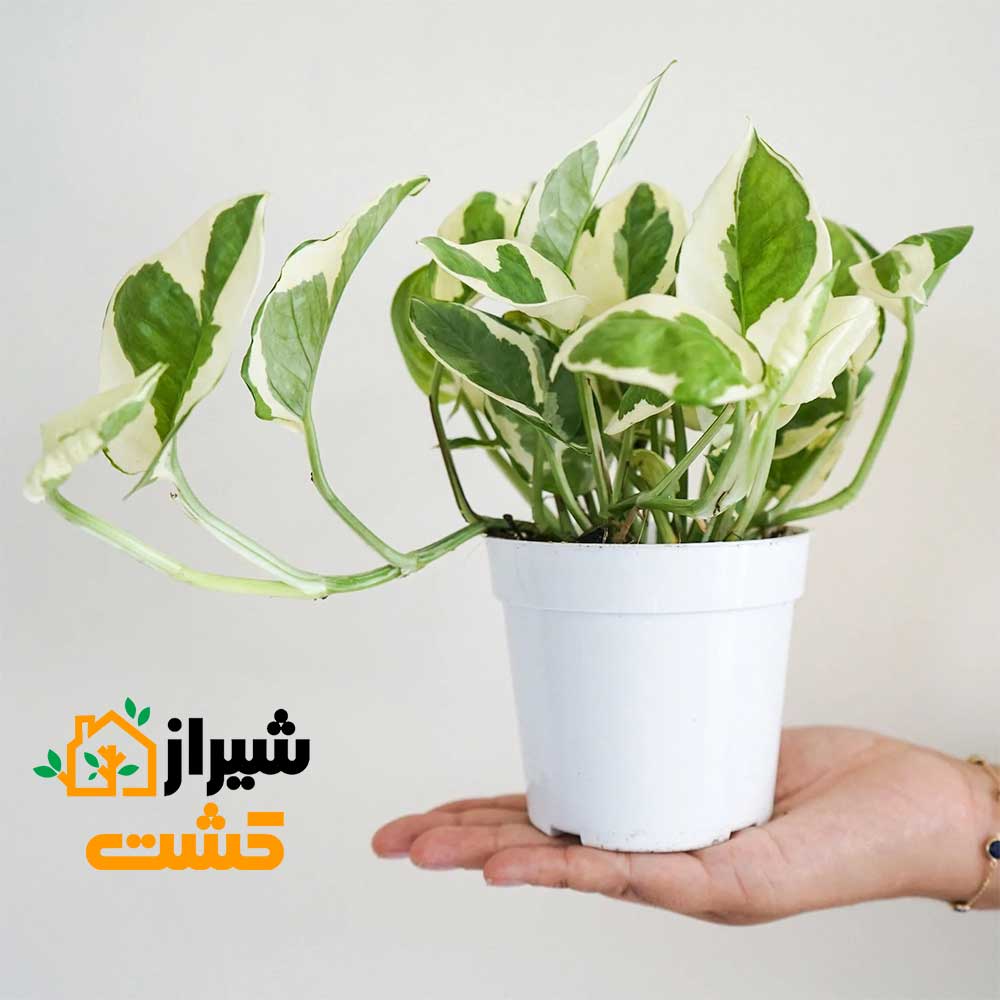 n joy pothos