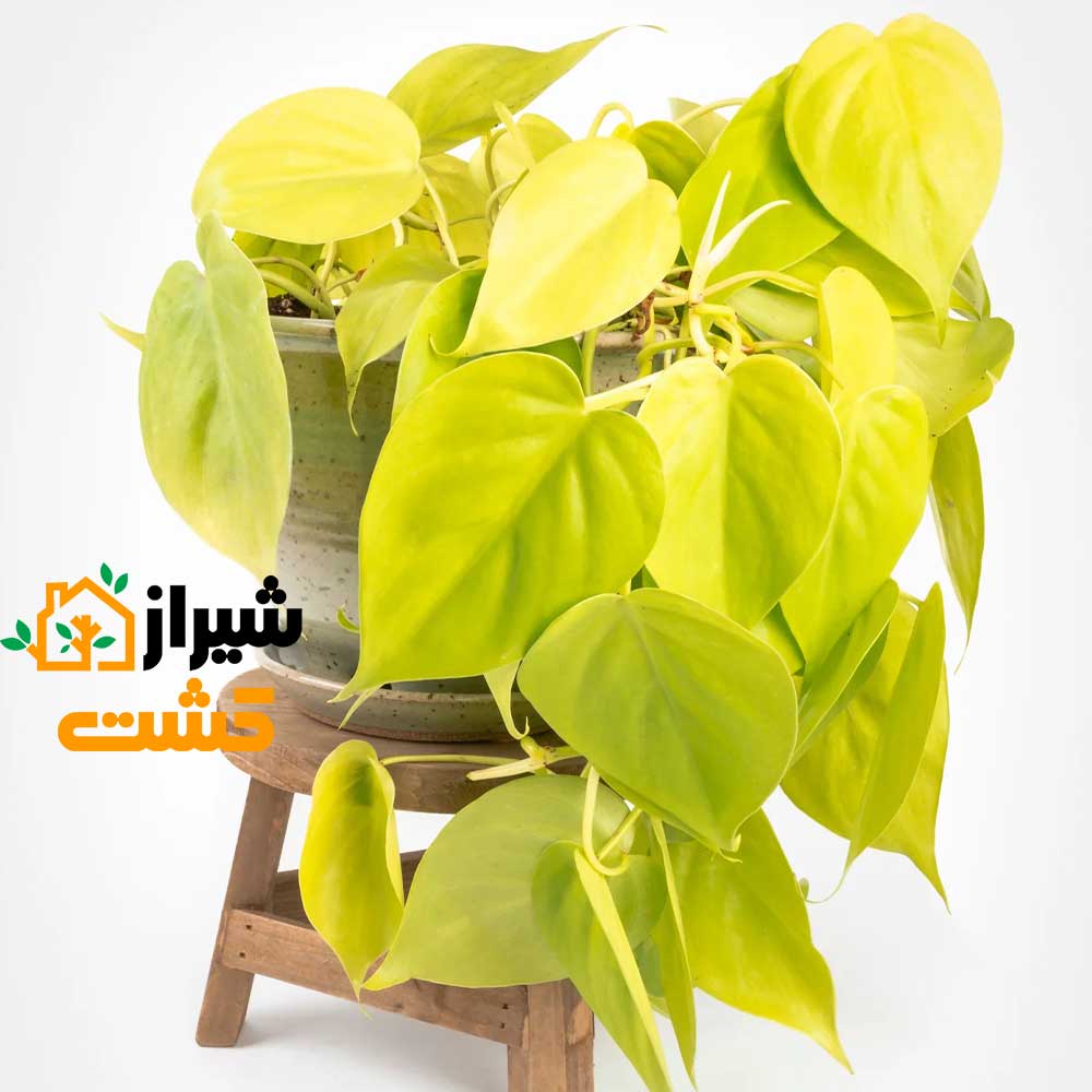 neon philodendron2