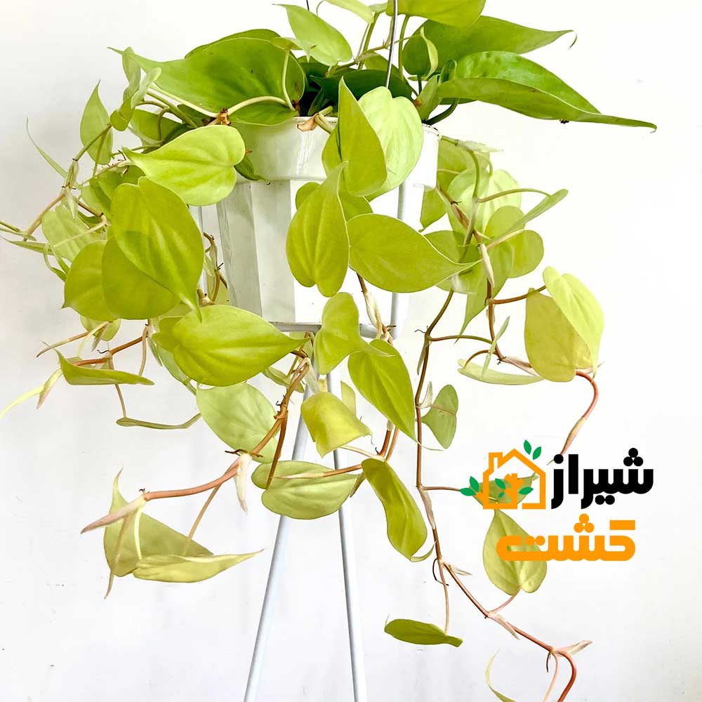 neon philodendron4