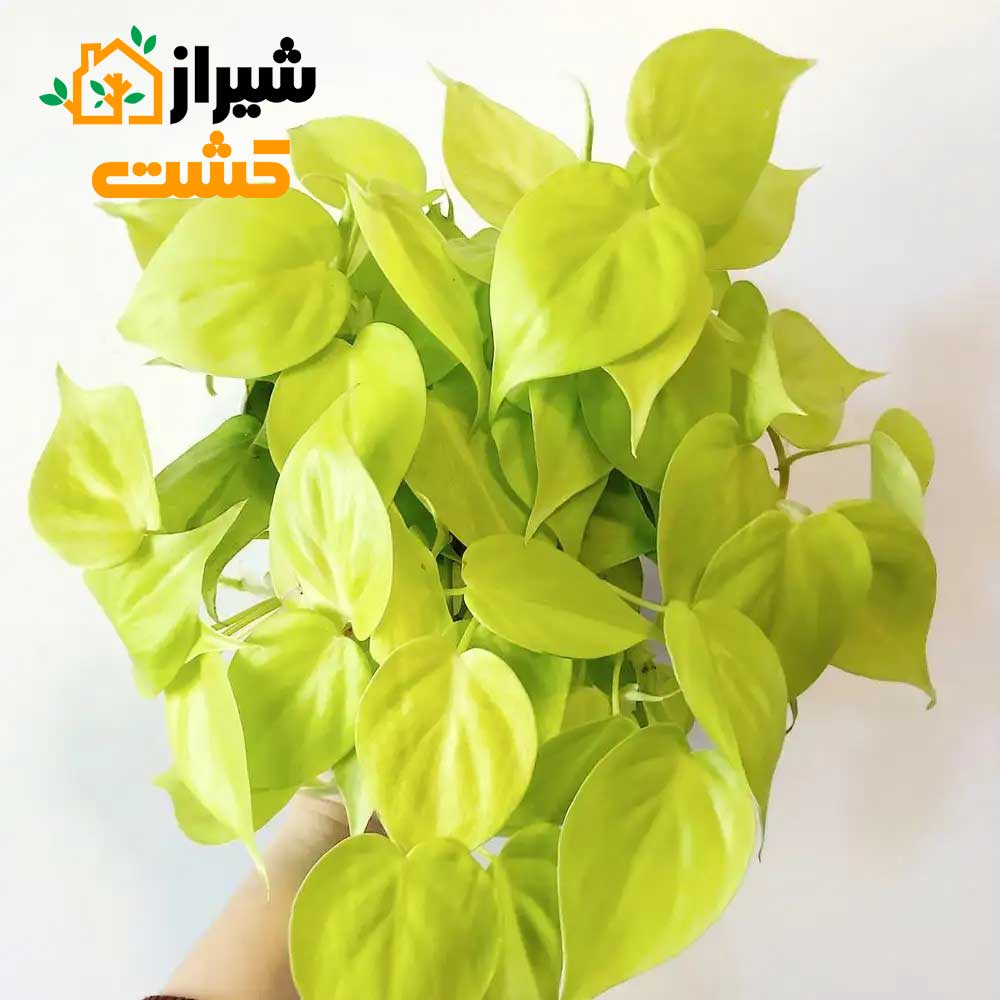 neon philodendron5