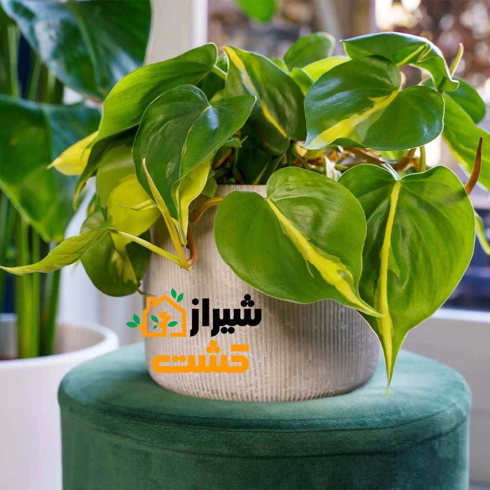philodendron brasil1