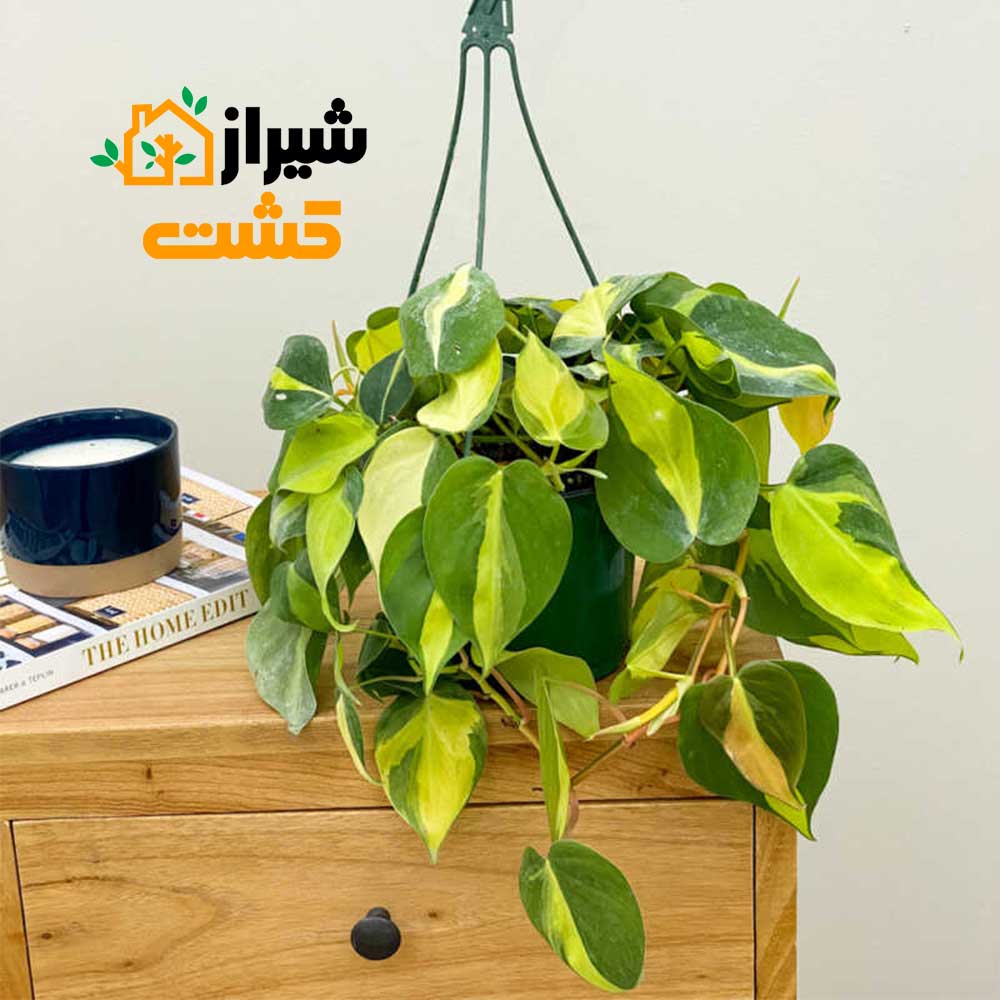 philodendron brasil2