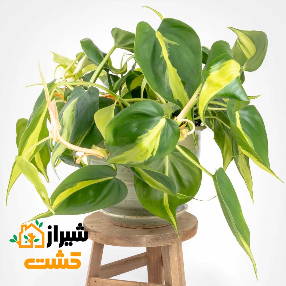 philodendron brasil3