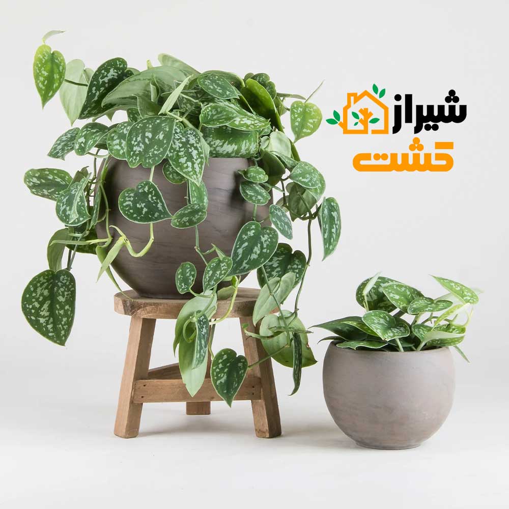 satin pothos2