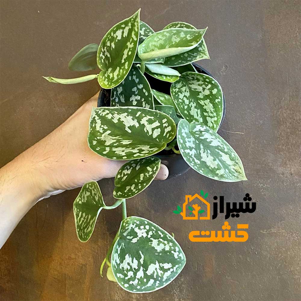 satin pothos3