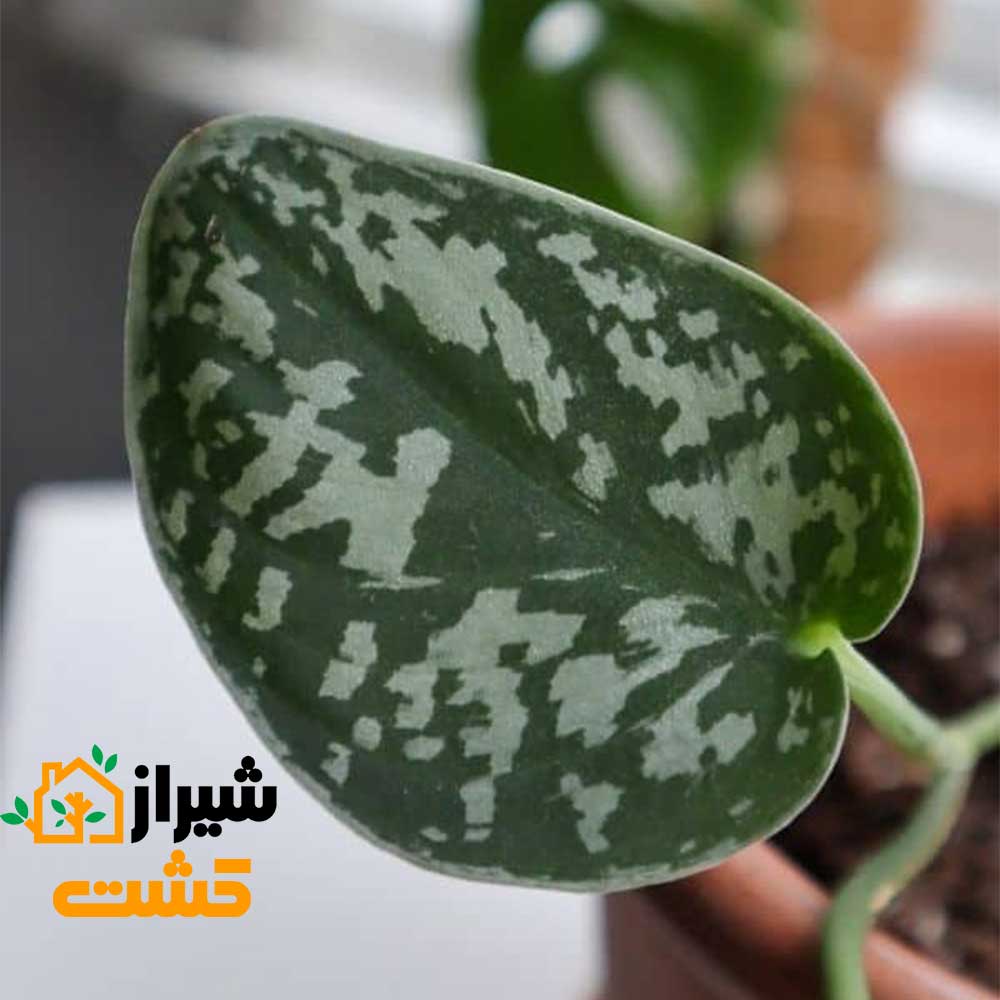satin pothos4