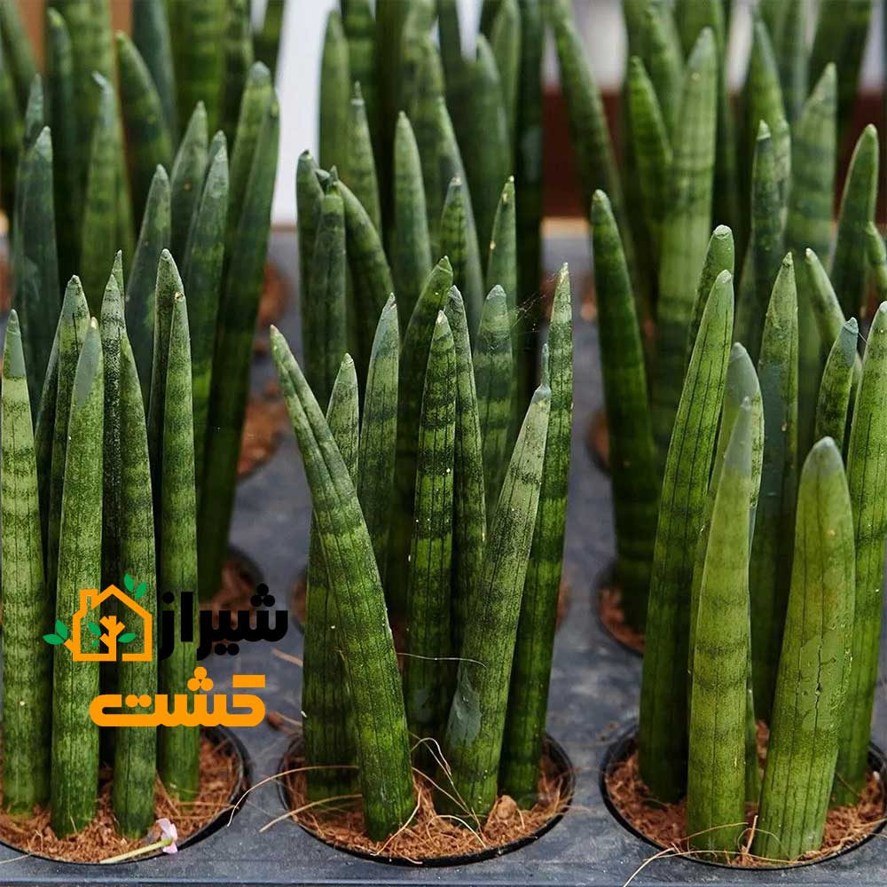 معرفی 19 گونه از انواع سانسوریا 11 14