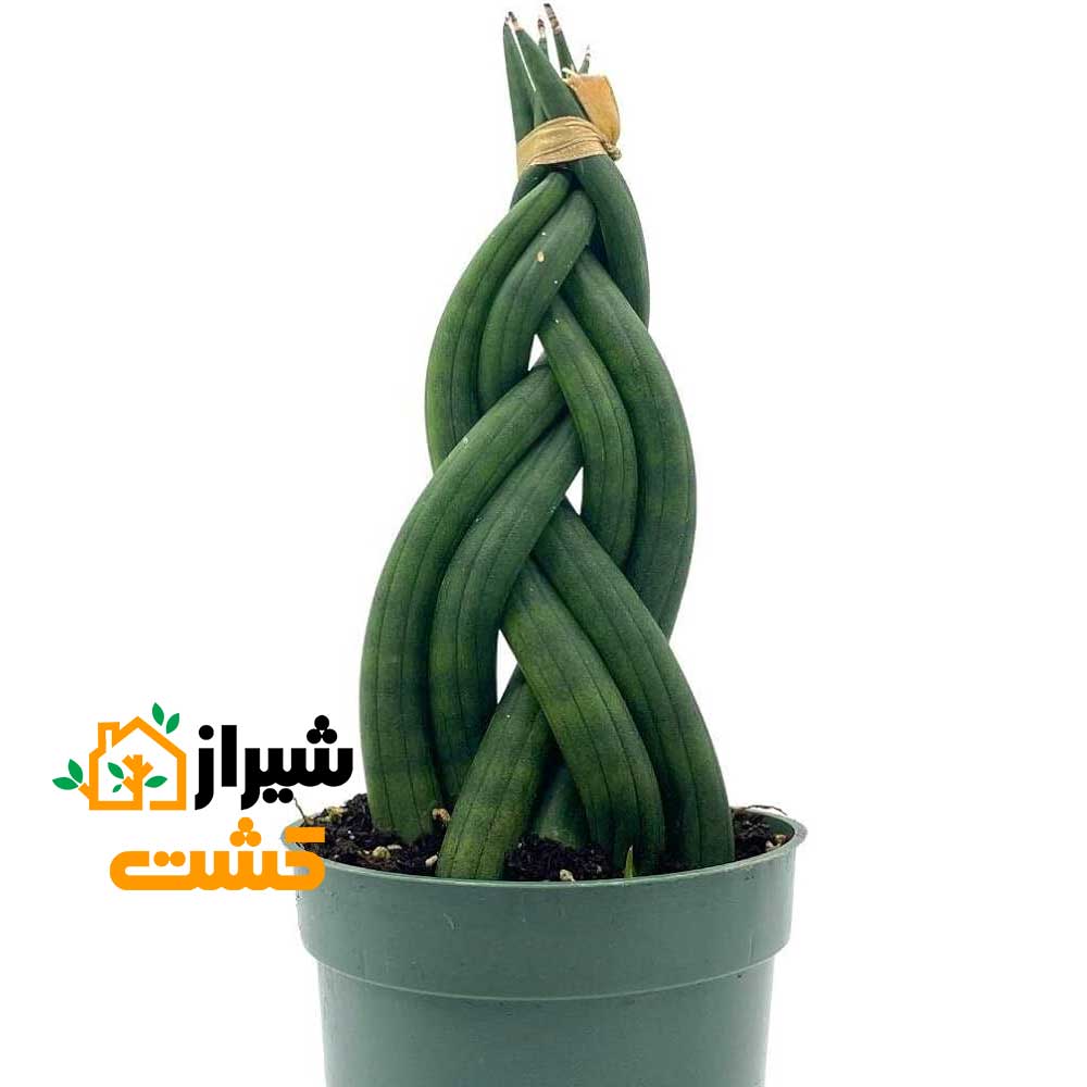 معرفی 19 گونه از انواع سانسوریا 12 15