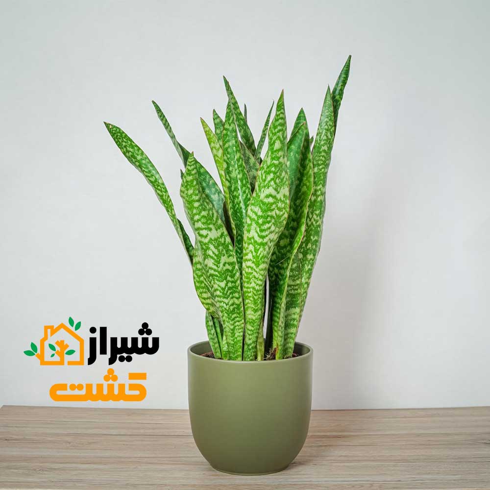 معرفی 19 گونه از انواع سانسوریا 13 16