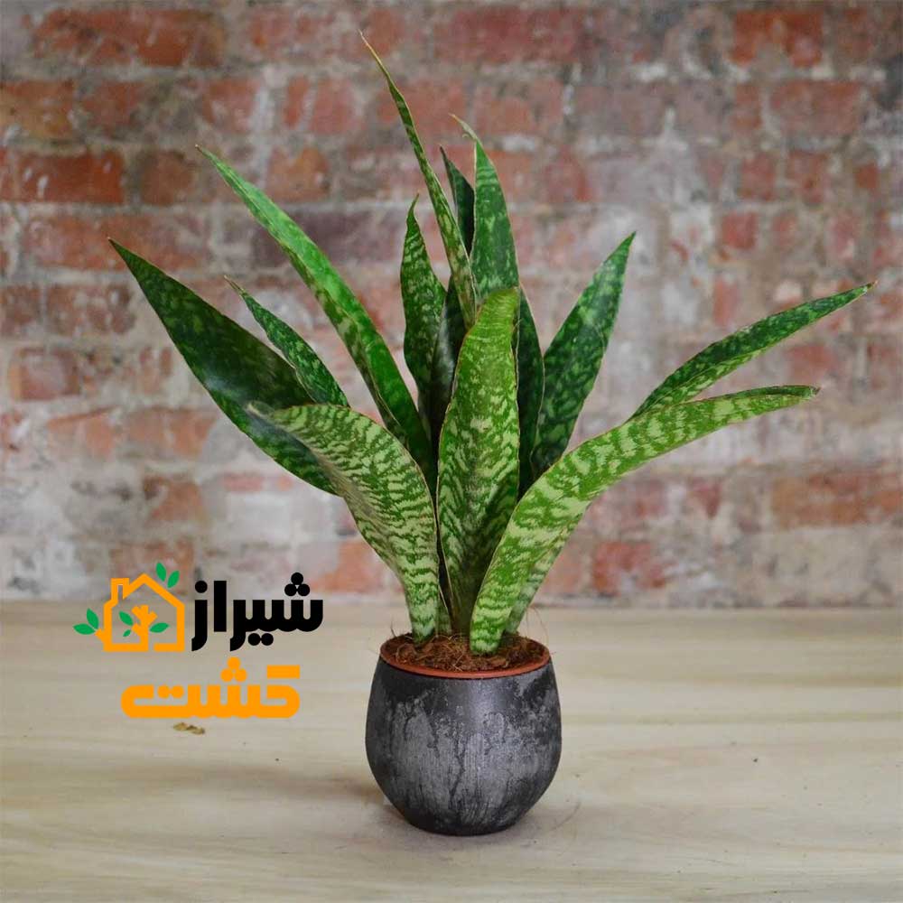 معرفی 19 گونه از انواع سانسوریا 15 18