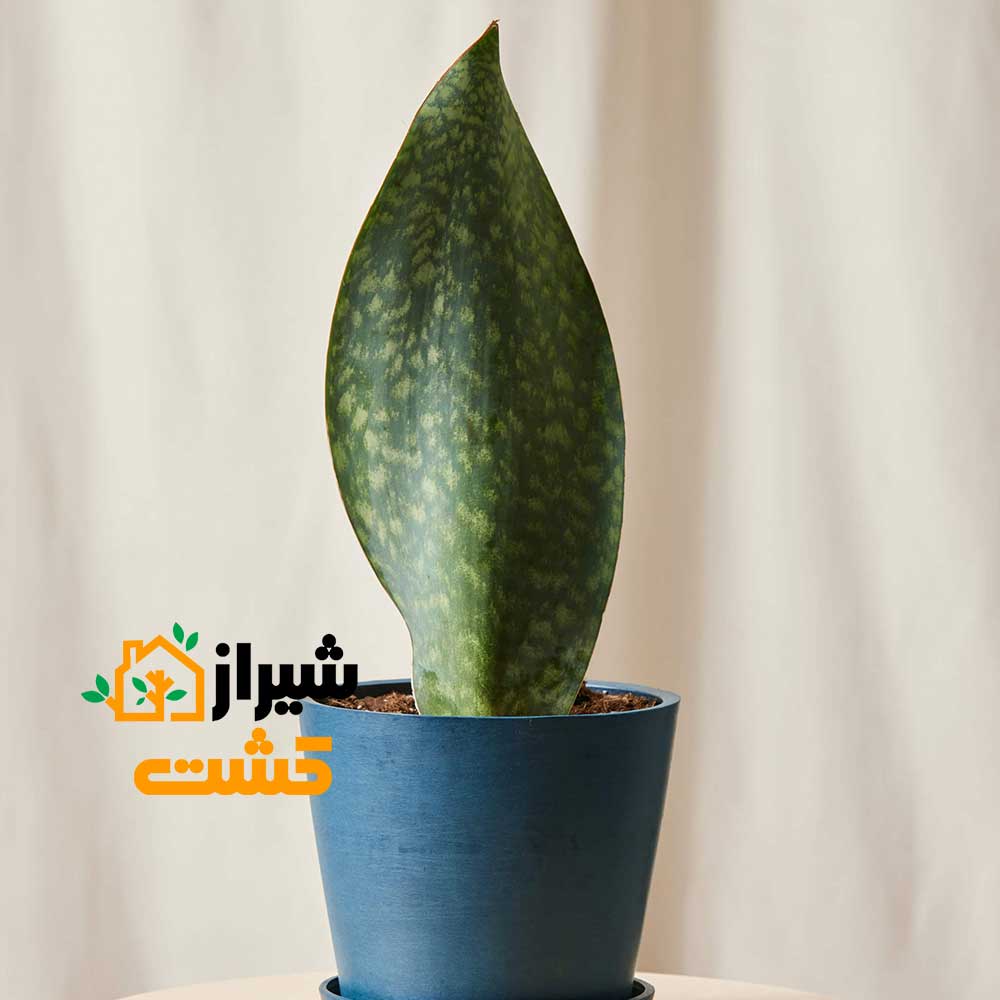 معرفی 19 گونه از انواع سانسوریا 17 20